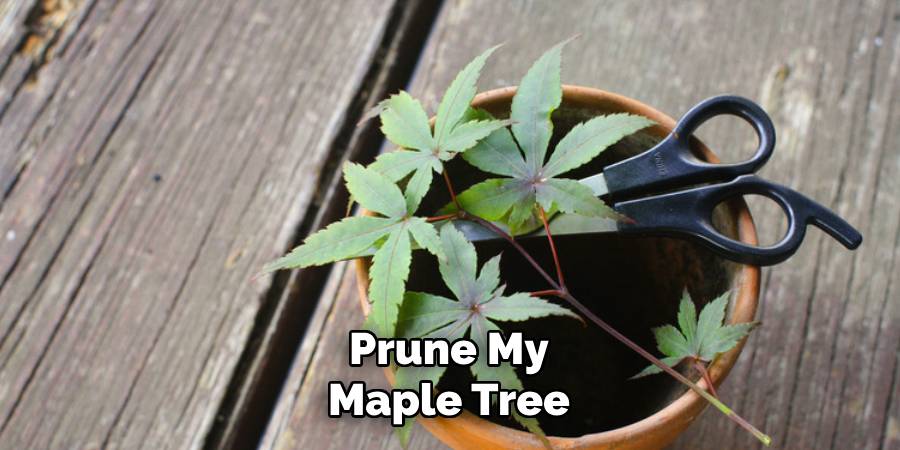 Prune My Maple Tree