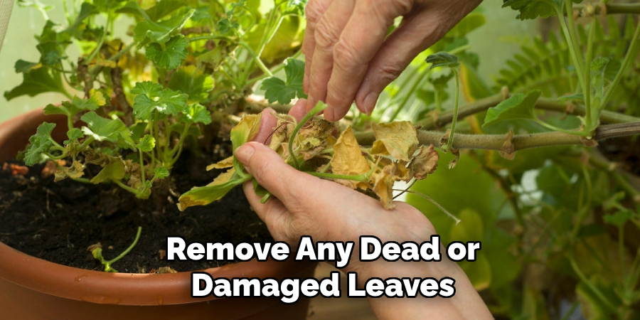 Remove Any Dead or
Damaged Leaves