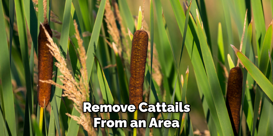 Remove Cattails
From an Area