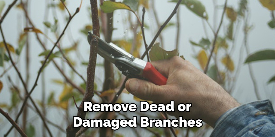Remove Dead or
Damaged Branches
