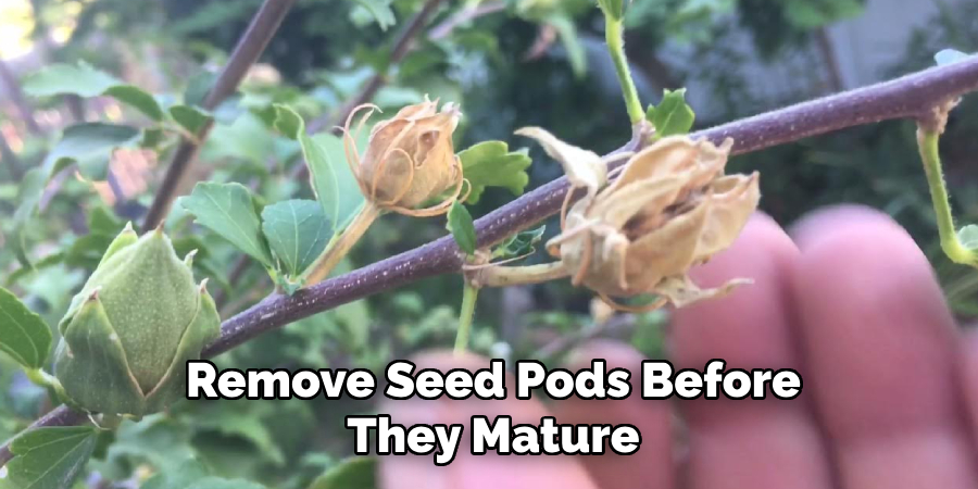 Remove Seed Pods Before
They Mature