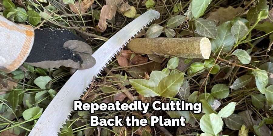 Repeatedly Cutting
Back the Plant