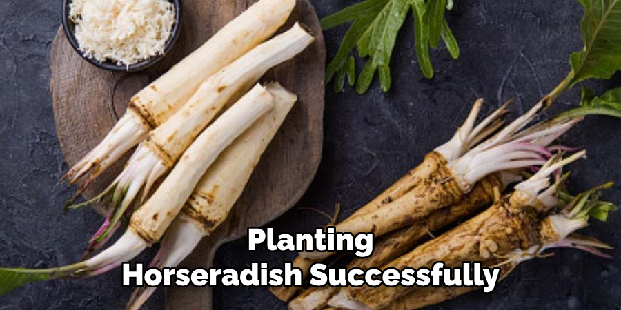 Planting Horseradish Successfully