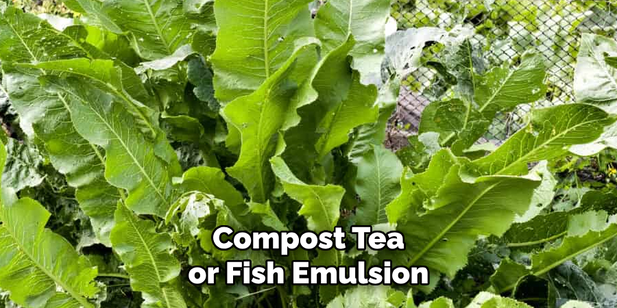 Compost Tea or Fish Emulsion
