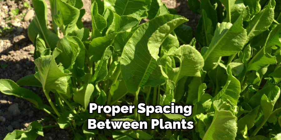 Proper Spacing Between Plants