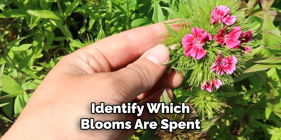 Identify Which Blooms Are Spent