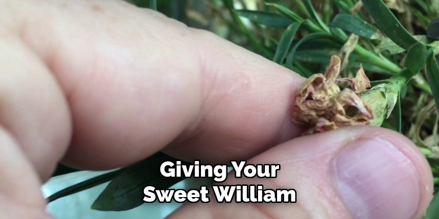 Giving Your Sweet William