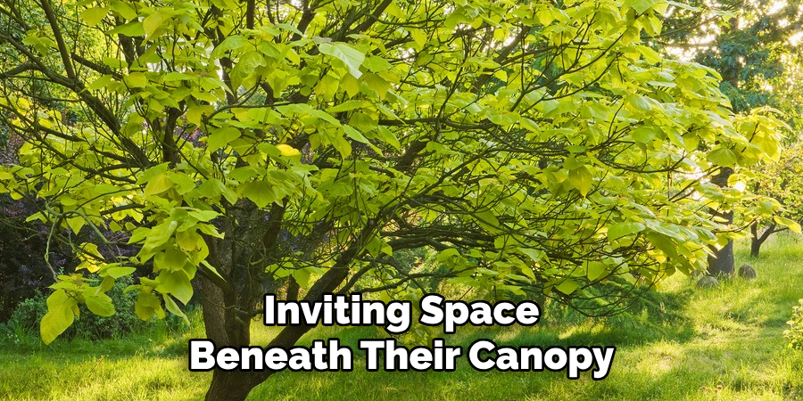 Inviting Space Beneath Their Canopy