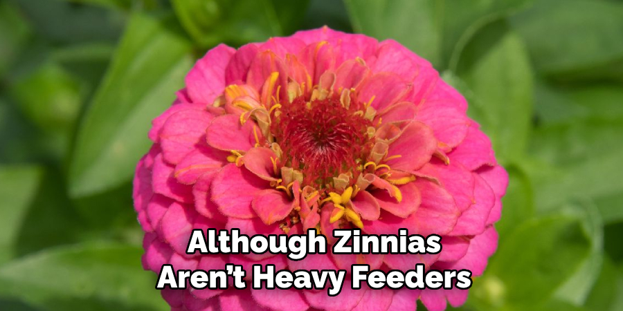 Although Zinnias Aren’t Heavy Feeders