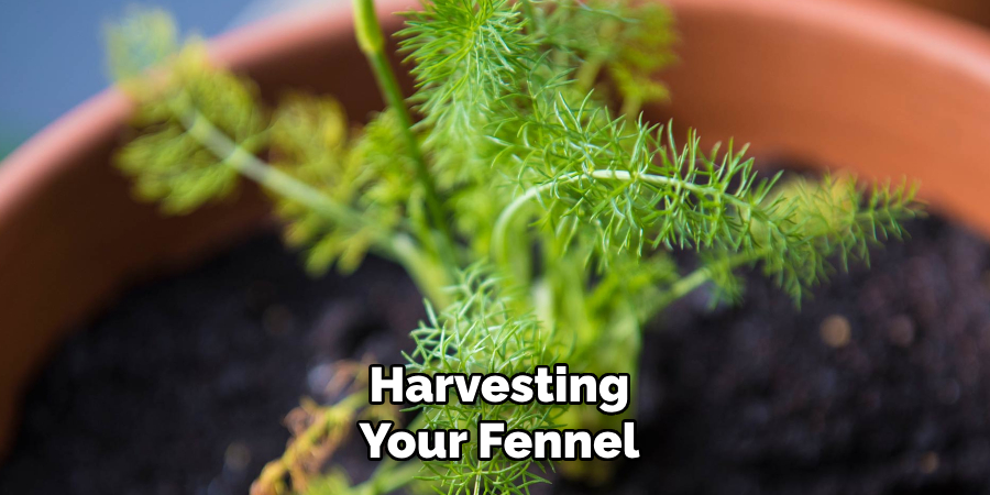 Harvesting Your Fennel
