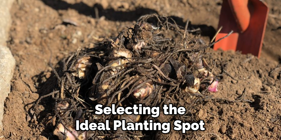 Selecting the Ideal Planting Spot