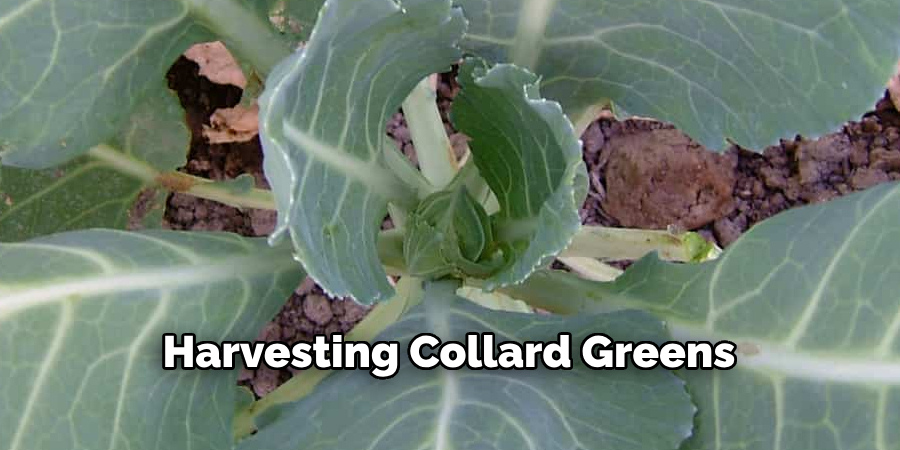 Harvesting Collard Greens