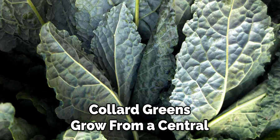 Collard Greens Grow From a Central