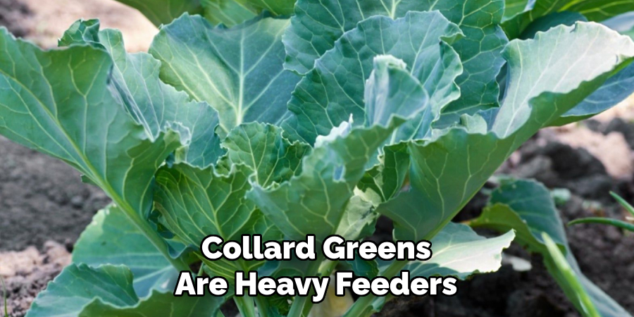 Collard Greens Are Heavy Feeders