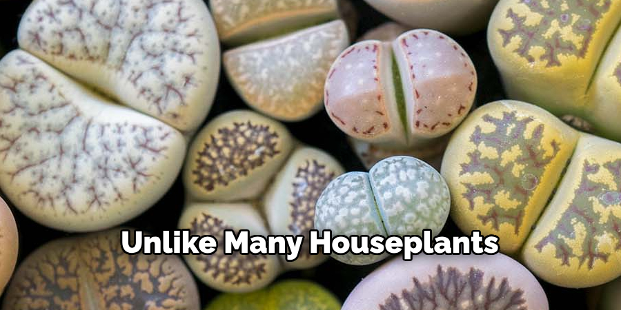 Unlike Many Houseplants
