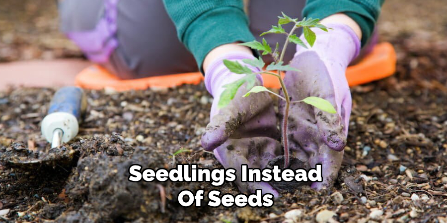 Seedlings Instead
Of Seeds