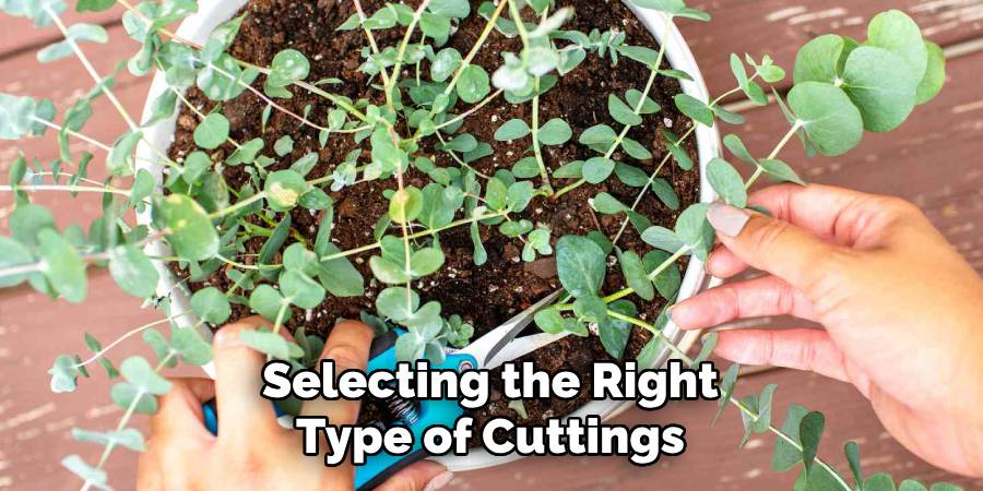 Selecting the Right Type of Cuttings