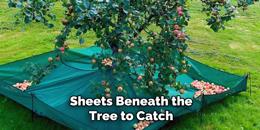 Sheets Beneath the
Tree to Catch