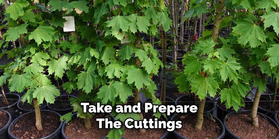 Take and Prepare the Cuttings