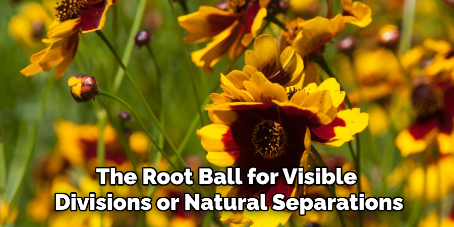 The Root Ball for Visible
Divisions or Natural Separations