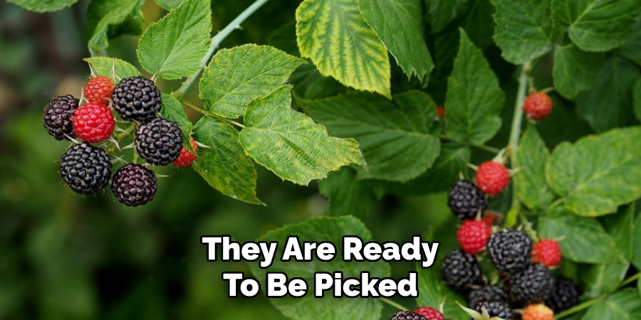 They Are Ready
To Be Picked