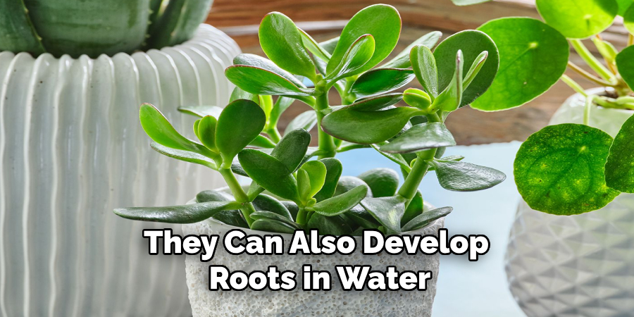 They Can Also Develop 
Roots in Water