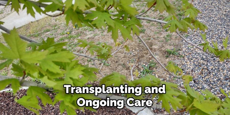 Transplanting and Ongoing Care