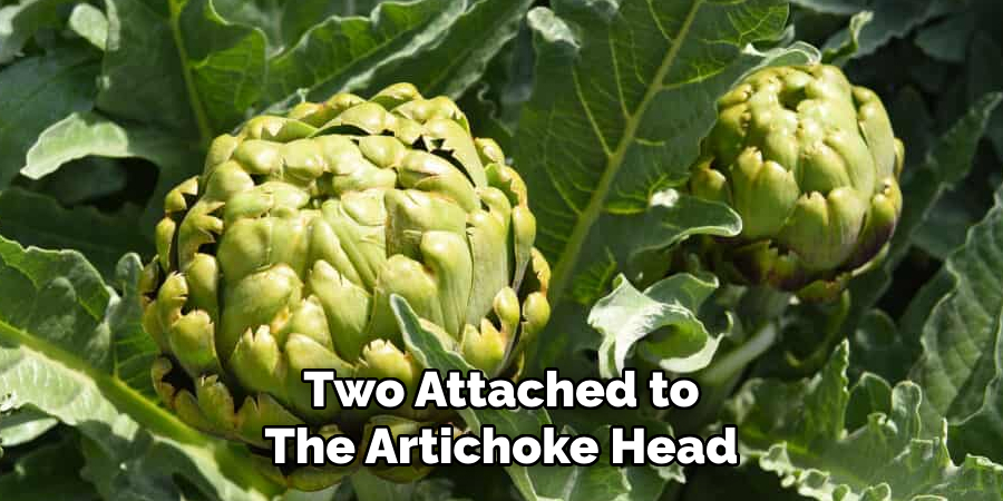 Two Attached to
The Artichoke Head