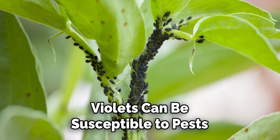 Violets Can Be
Susceptible to Pests