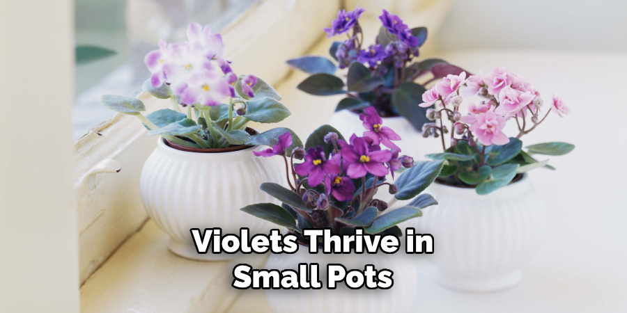 Violets Thrive in
Small Pots