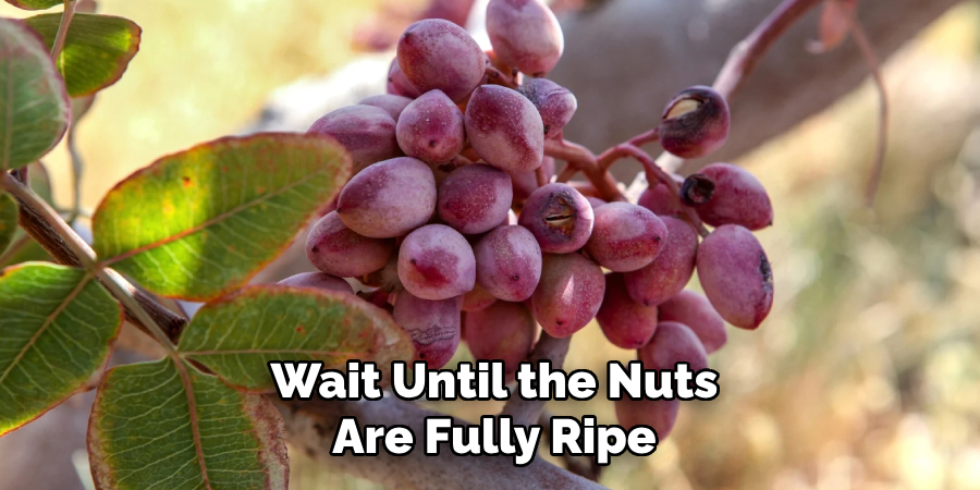 Wait Until the Nuts
Are Fully Ripe