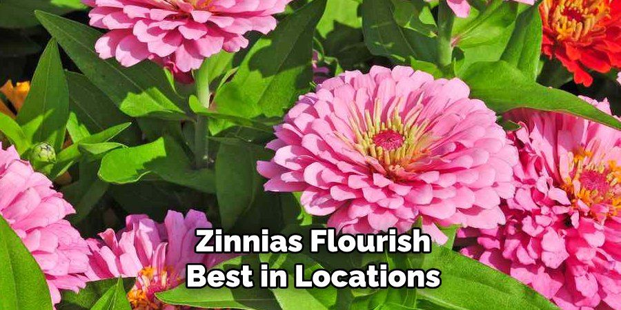 Zinnias Flourish Best in Locations