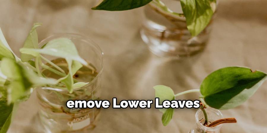 emove Lower Leaves