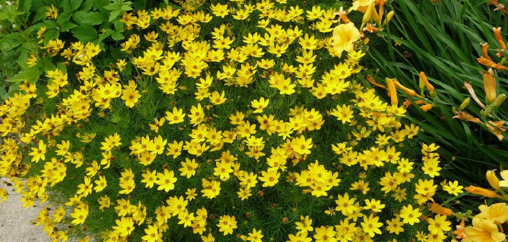 how to divide coreopsis