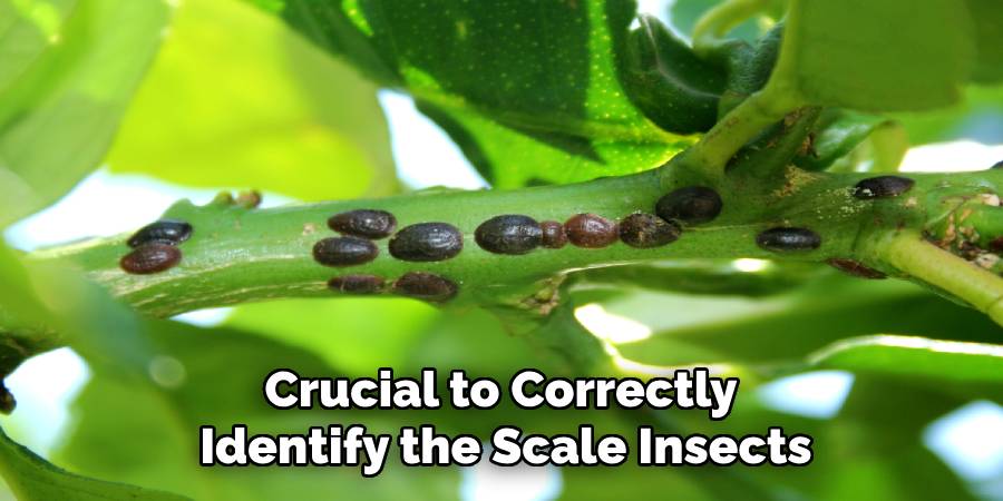 Crucial to Correctly
Identify the Scale Insects