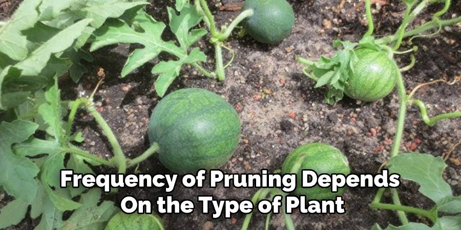 Frequency of Pruning Depends 
On the Type of Plant