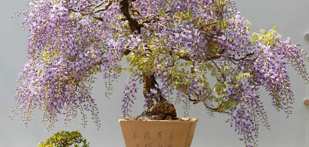 How to Bonsai Wisteria