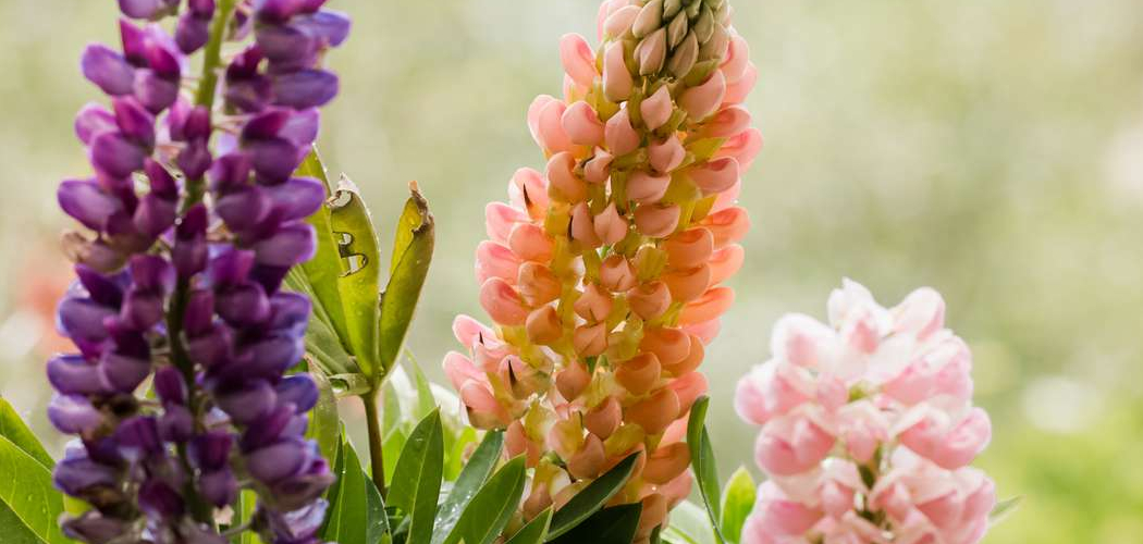 How to Care for Lupines