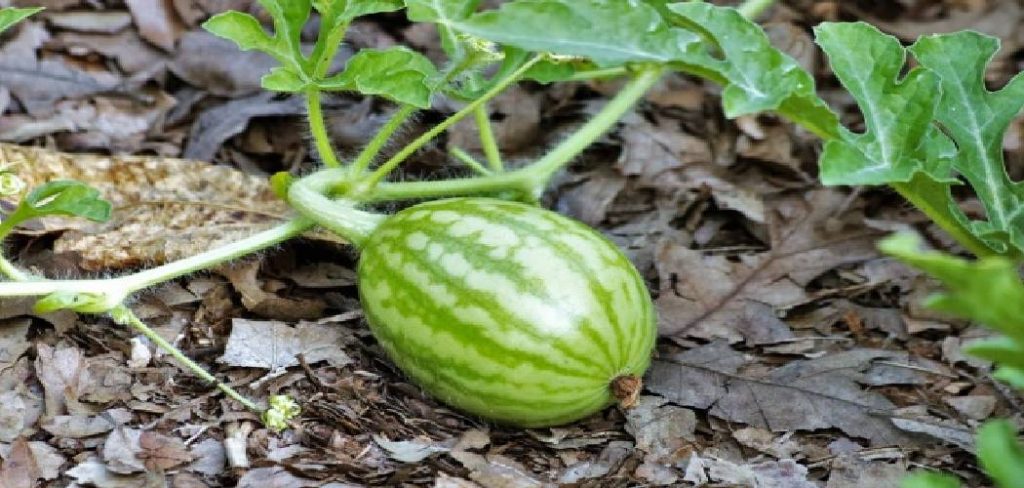 How to Care for Watermelon Plants