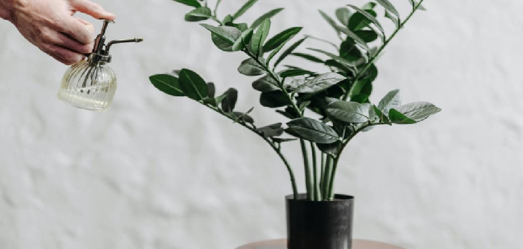 How to Care for ZZ Plant Indoors