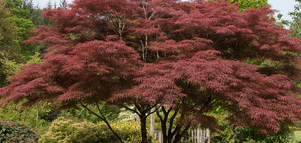 How to Care for a Japanese Maple