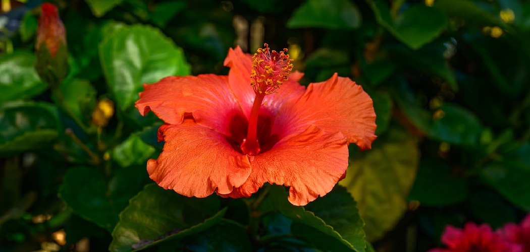 How to Grow Hibiscus Plant in Pot