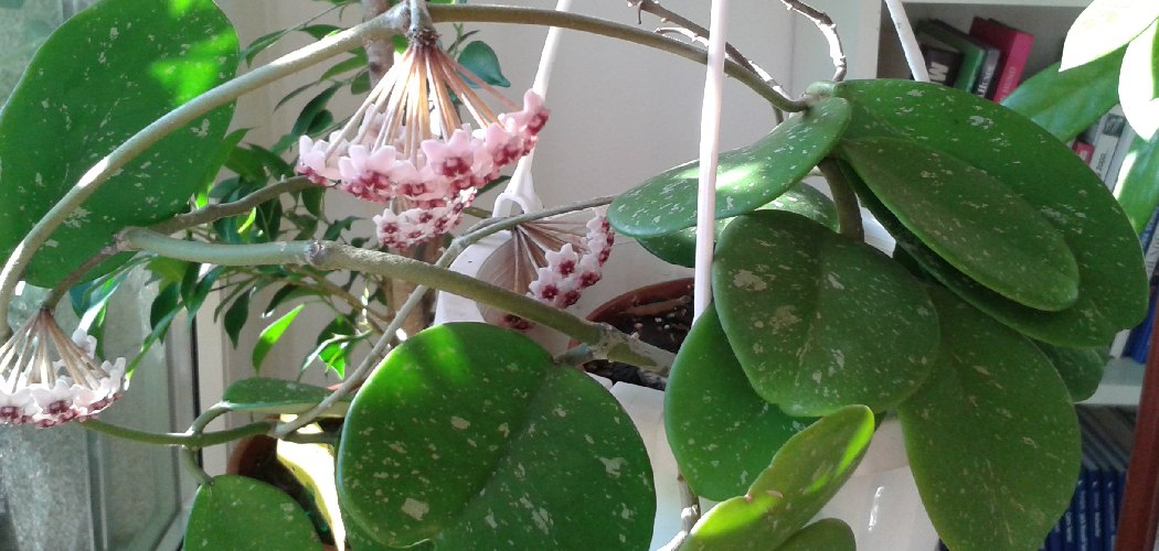 How to Grow a Hoya Plant
