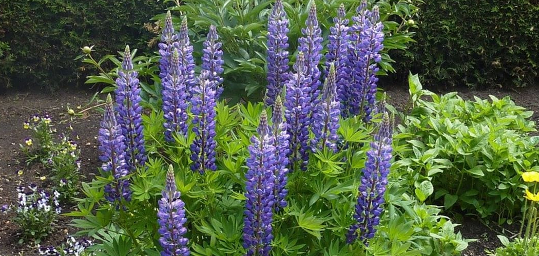 How to Plant Lupines