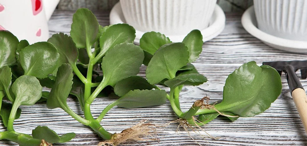 How to Propagate Kalanchoe
