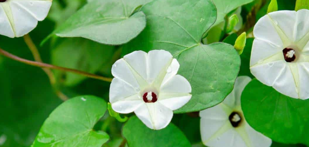 How to Propagate Moon Flowers