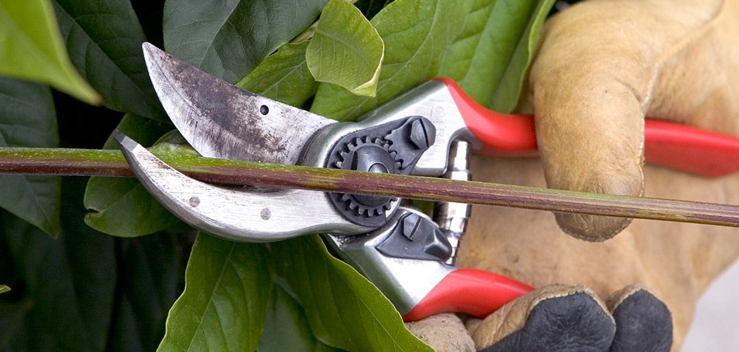 How to Propagate Wisteria