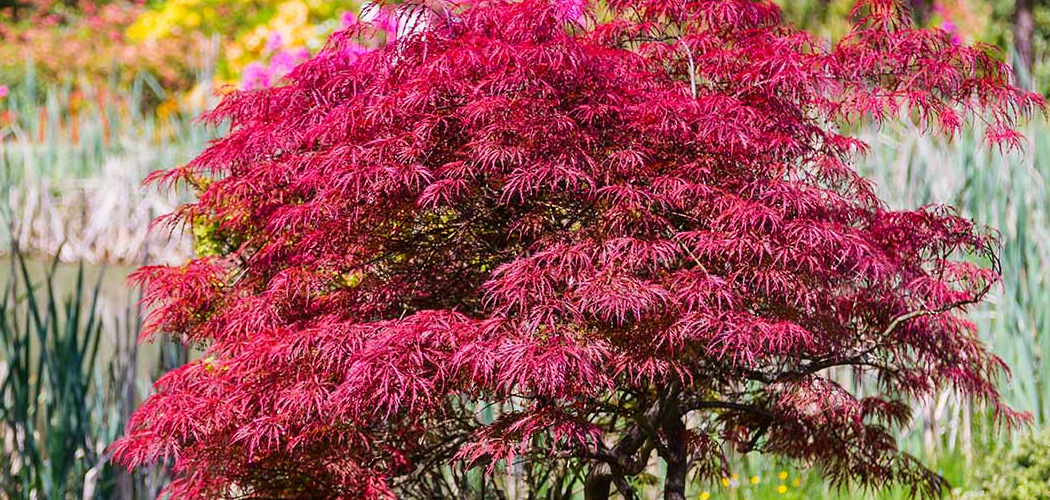 How to Propagate a Japanese Maple