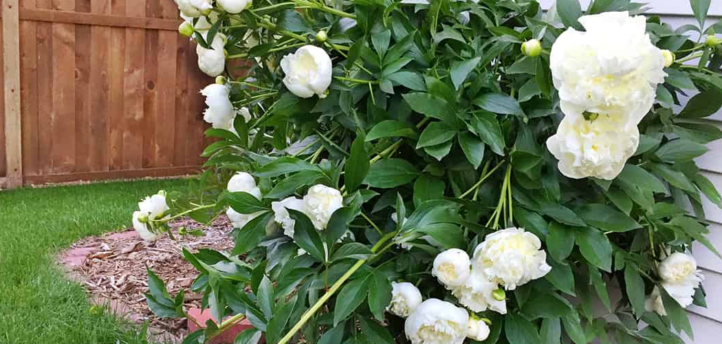 How to Store Peony Bulbs
