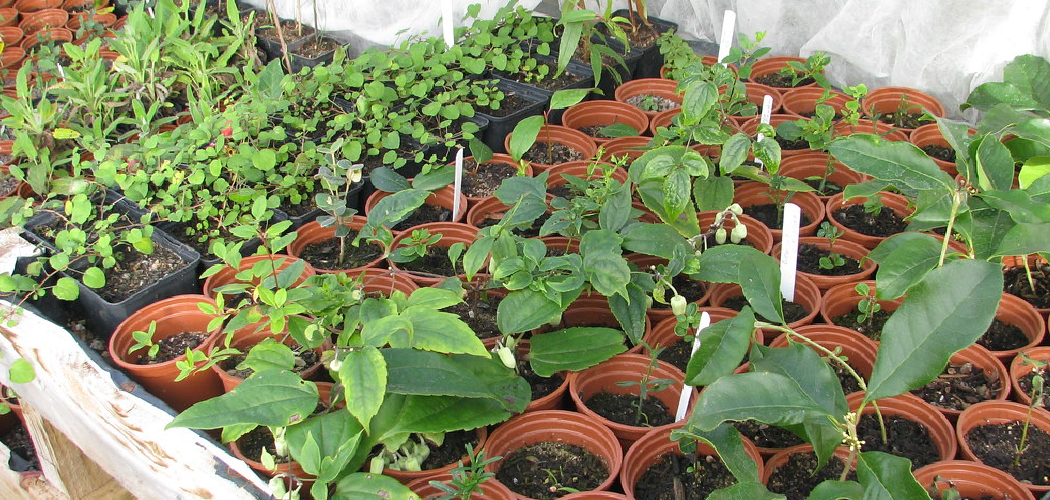 How to Take Cuttings from Clematis